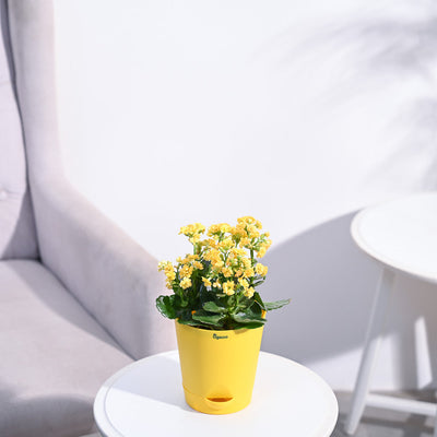 Kalanchoe Plant - Yellow