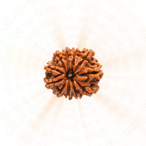 11 Mukhi Rudraksha ( Nepali )