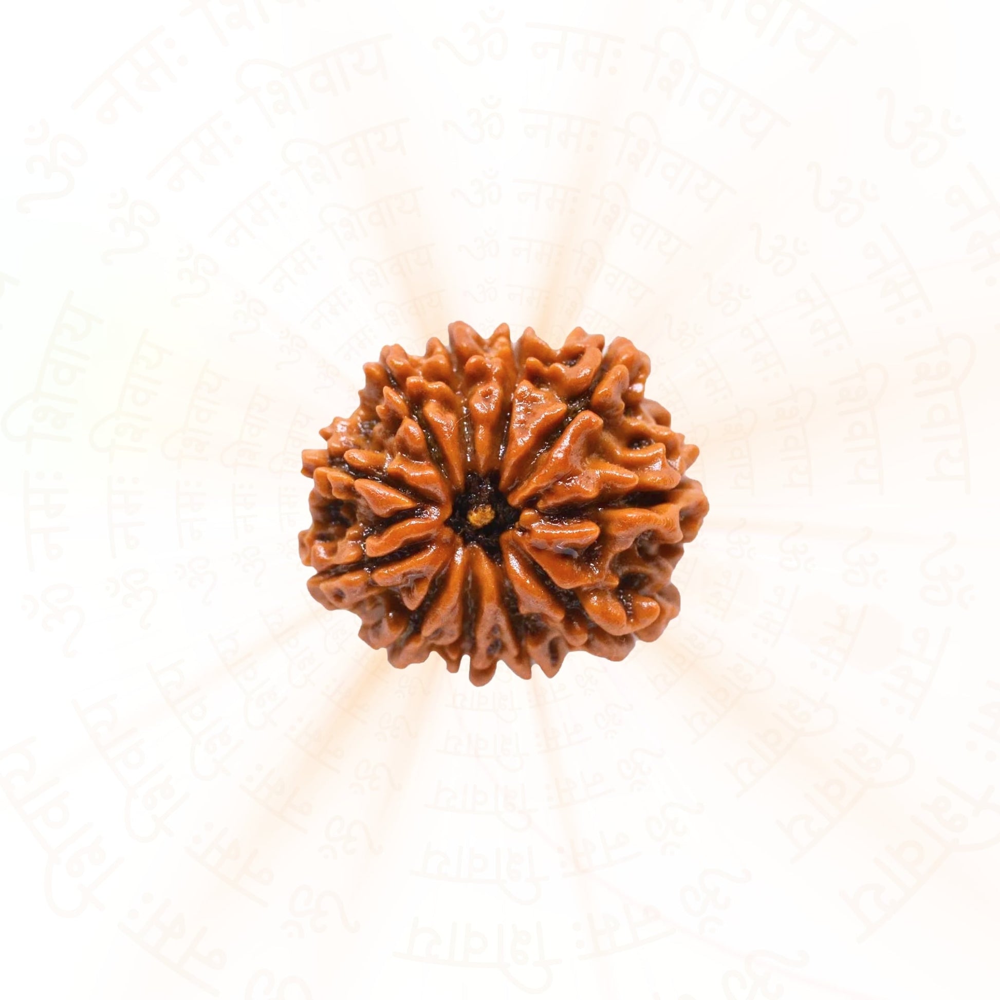 11 Mukhi Rudraksha ( Nepali )
