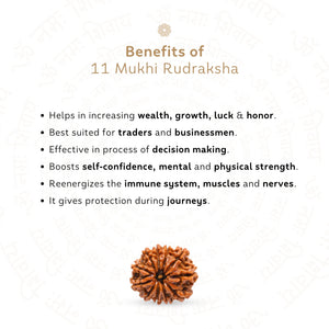 11 Mukhi Rudraksha ( Nepali )