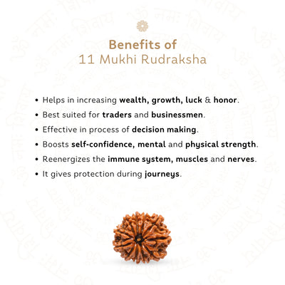 11 Mukhi Rudraksha ( Nepali )