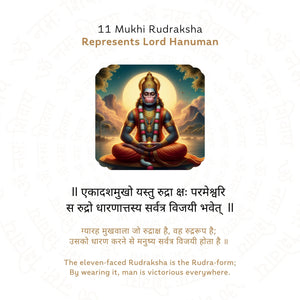 11 Mukhi Rudraksha ( Nepali )