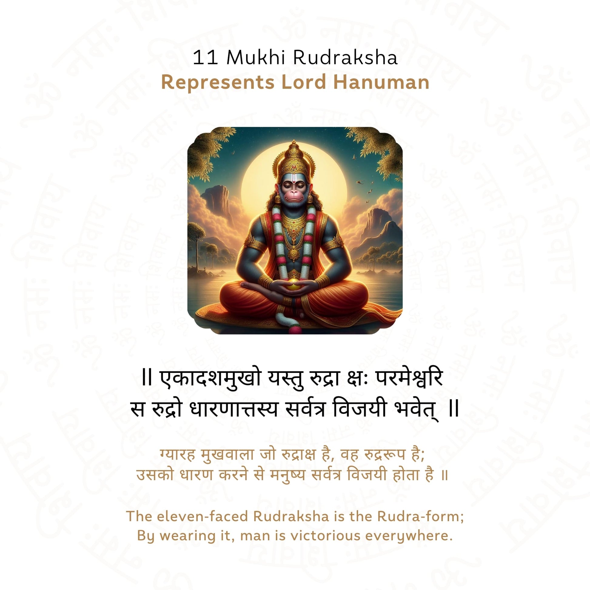 11 Mukhi Rudraksha ( Nepali )