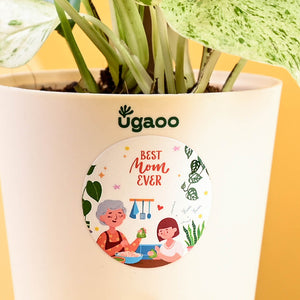 Money Plant Marble For Mother's Day Gifting