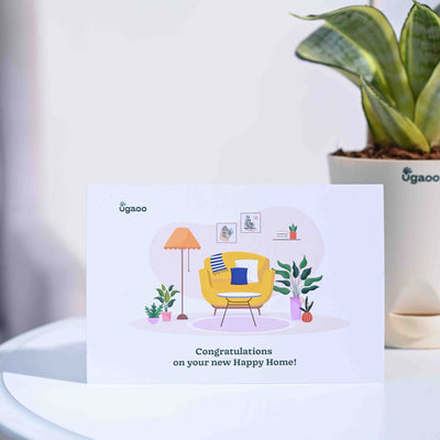 Snake Plant - Golden Housewarming Gift Hamper