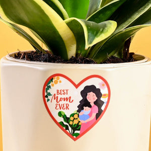 Snake Plant - Golden Hahnii For Mother's Day Gifting
