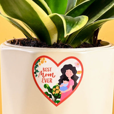 Snake Plant - Golden Hahnii For Mother's Day Gifting