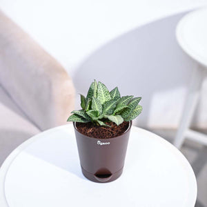 Euphorbia Francoisii Green