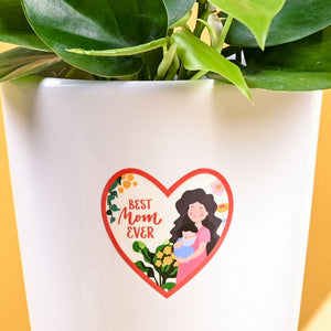 Philodendron Oxycardium Green Plant For Mother's Day Gifting