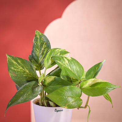 Money Plant Variegated Plant Diwali Gift with Greeting Card