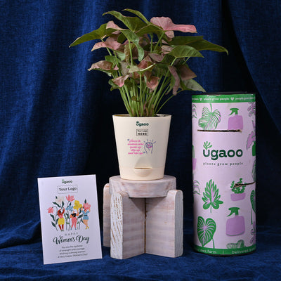 Syngonium Pink Plant For Women's Day
