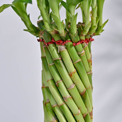 Lucky Wheel Bamboo Plant