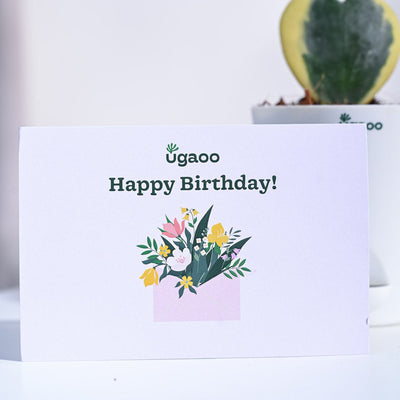 Heart Hoya - Variegated Birthday Gift Hamper