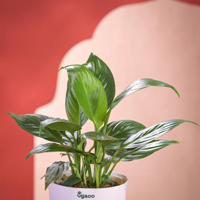 Peace Lily Plant Diwali Gift with Greeting Card