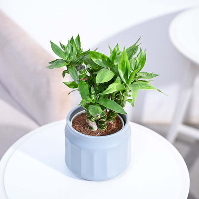 Lotus Lucky Bamboo 5 Sticks