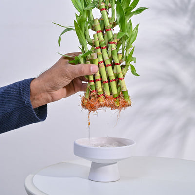 Lucky Bamboo Plant- Pyramid