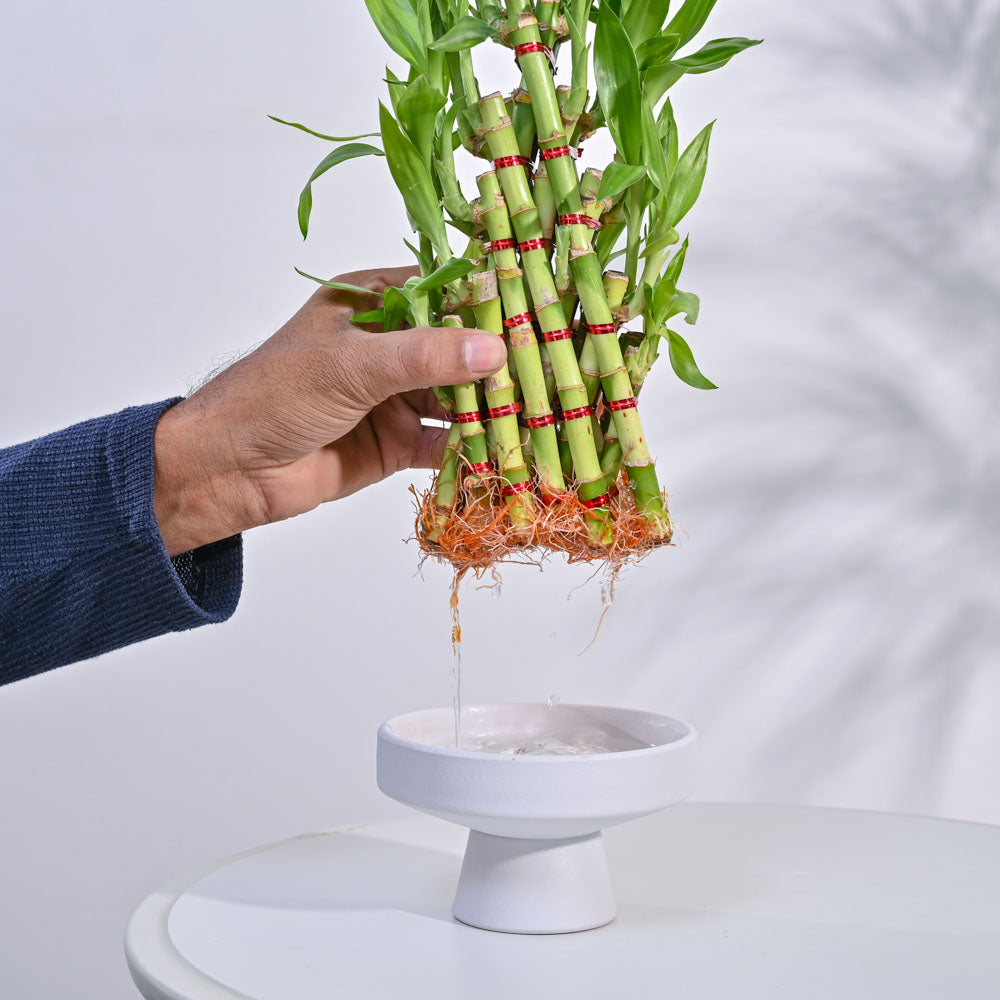 lucky bamboo pyramid Lucky Bamboo Plant- Pyramid 3 Layer / Lotus Bowl | Indoor