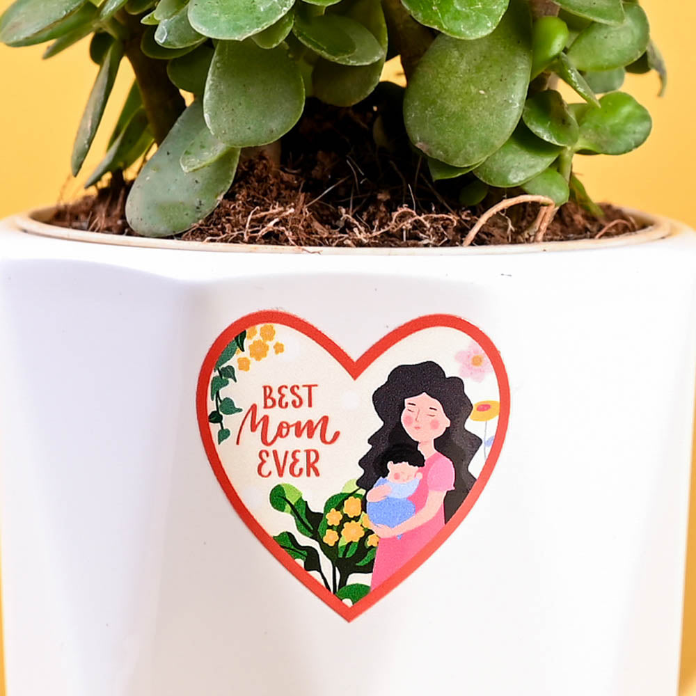 Jade Mini Plant For Mother's Day Gifting
