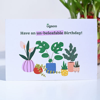 Lucky Bamboo Birthday Gift Hamper
