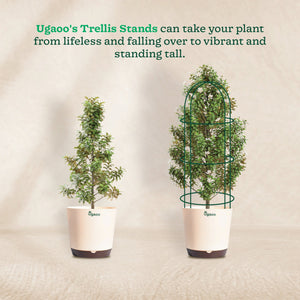 Trellis Plant Support Stands - Set of 3