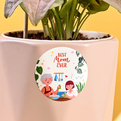 Syngonium Pink For Mother's Day Gifting