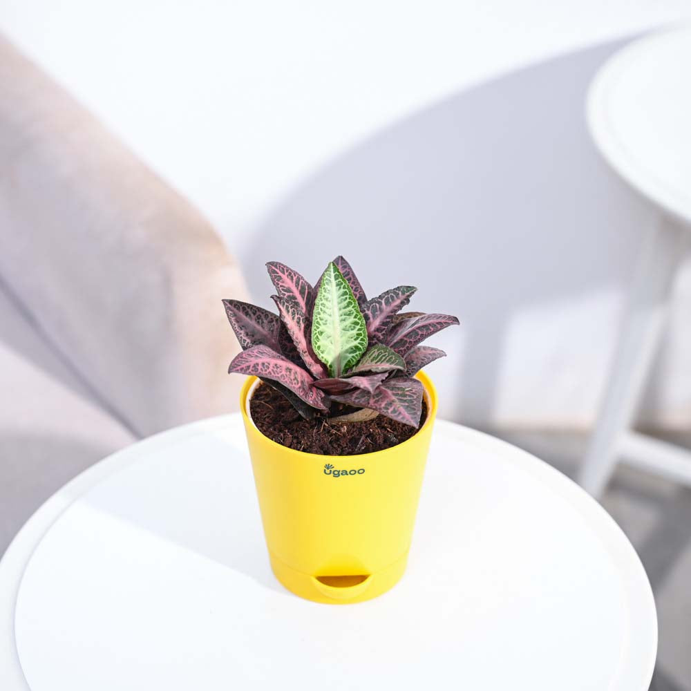 Euphorbia Francoisii Hybrid