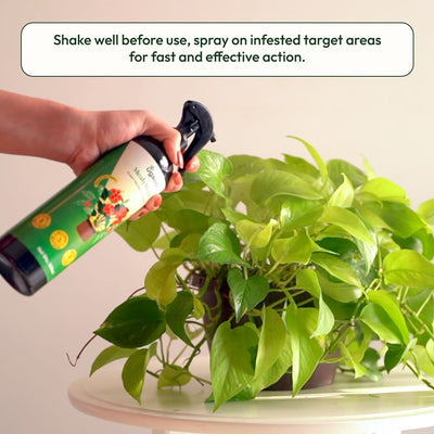 Mealybug Magic Spray for Plant Protection