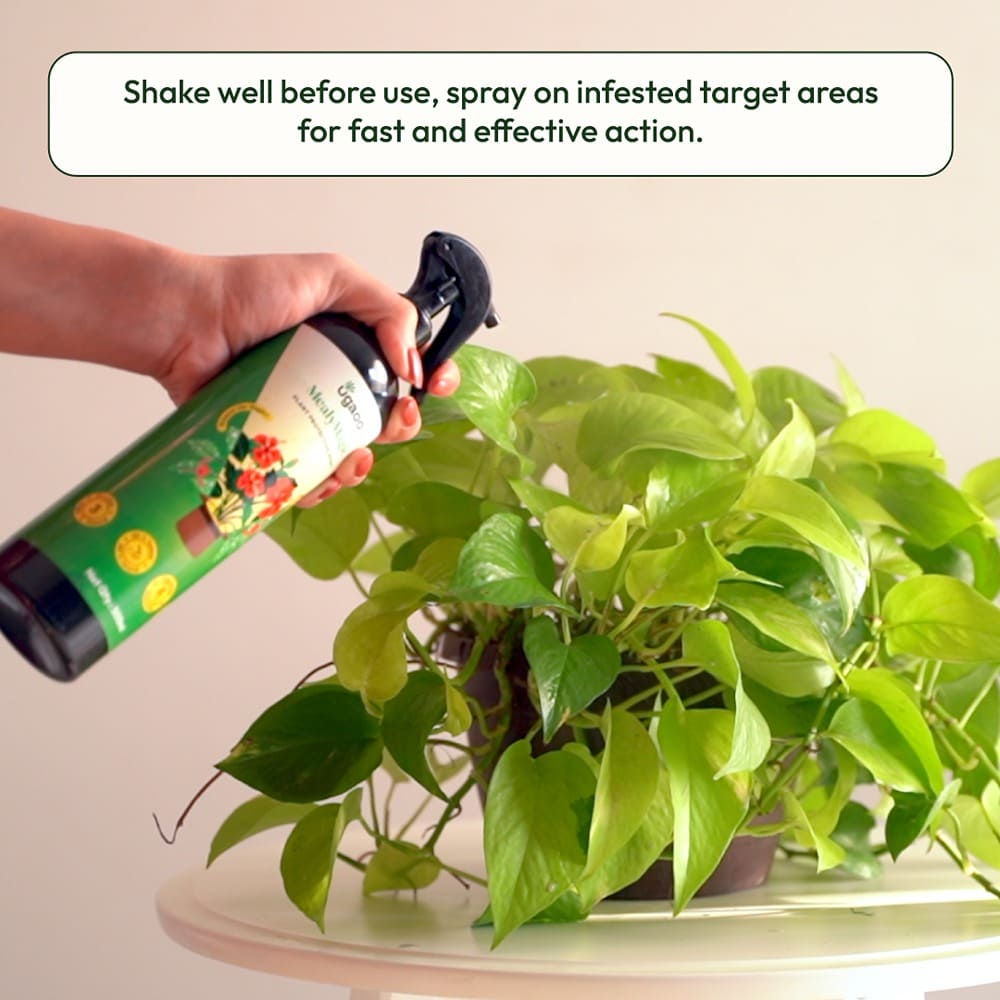 Mealybug Magic Spray for Plant Protection