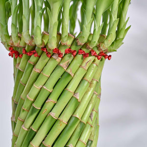 Lucky Wheel Bamboo Plant