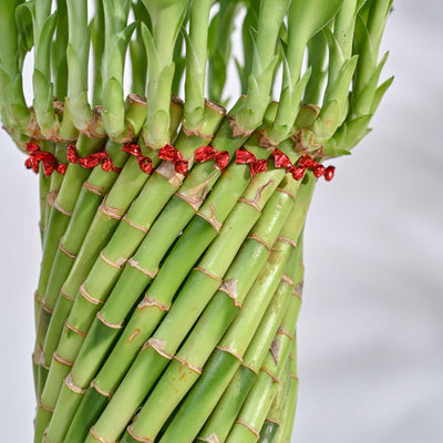 Lucky Wheel Bamboo Plant
