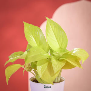 Golden Money Plant Diwali Gift with Greeting Card