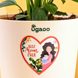 Peace Lily For Mother's Day Gifting