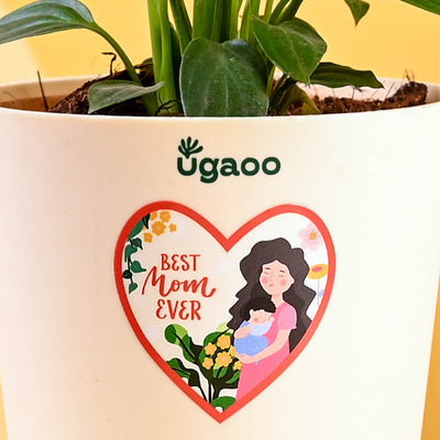 Peace Lily For Mother's Day Gifting