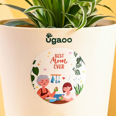 Spider Plant For Mother's Day Gifting