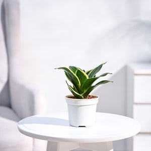 Ganpati Decor Festive Bundle