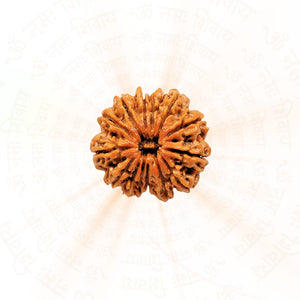 12 Mukhi Rudraksha ( Nepali )