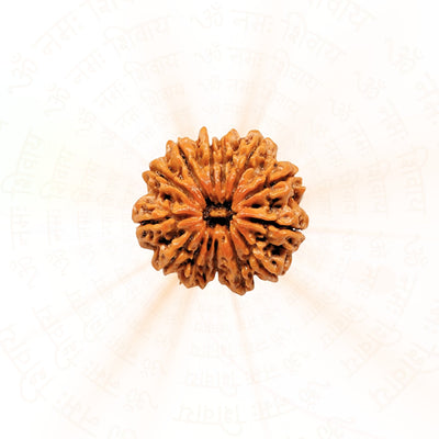 12 Mukhi Rudraksha ( Nepali )