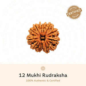 12 Mukhi Rudraksha ( Nepali )