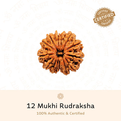 12 Mukhi Rudraksha ( Nepali )