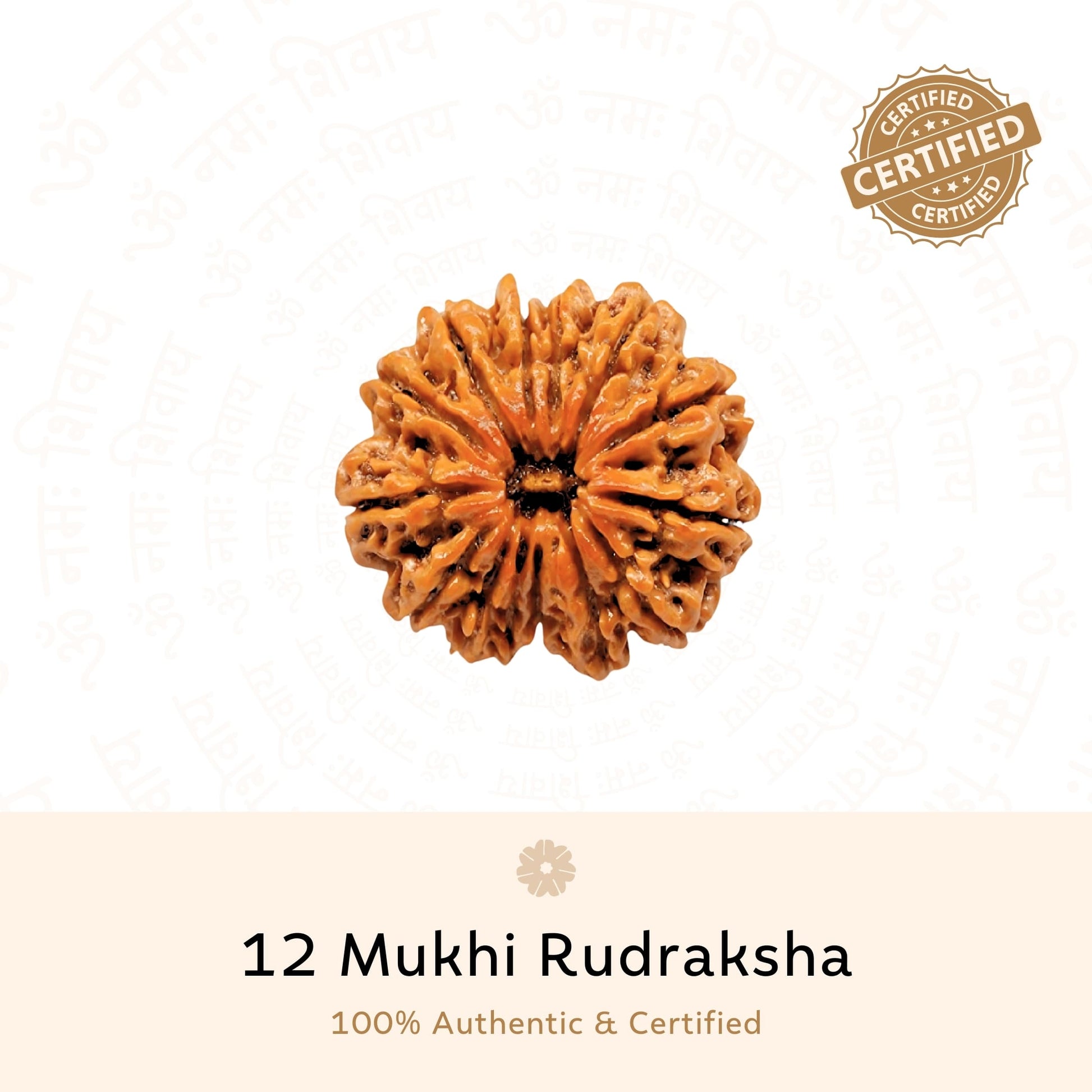 12 Mukhi Rudraksha ( Nepali )