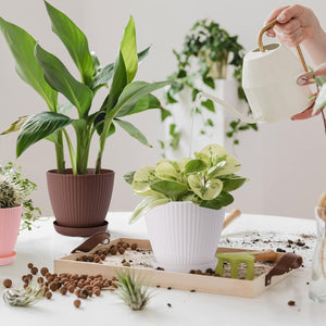 Premium Round Flower Pot + Trays Saucer