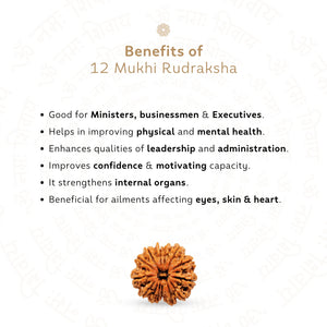12 Mukhi Rudraksha ( Nepali )