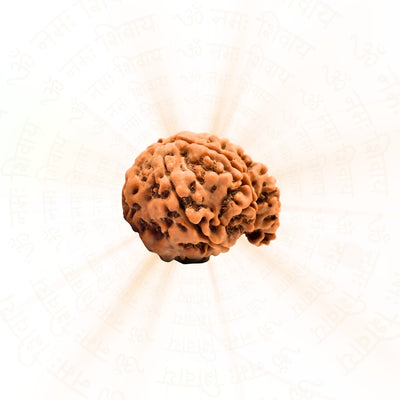 Ganesh 4 Mukhi Rudraksha (Nepali)