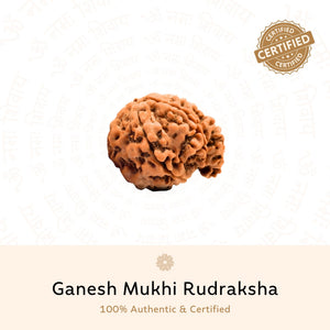 Ganesh 4 Mukhi Rudraksha (Nepali)