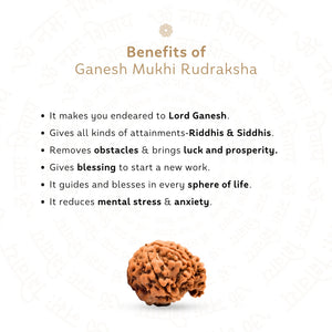 Ganesh 4 Mukhi Rudraksha (Nepali)