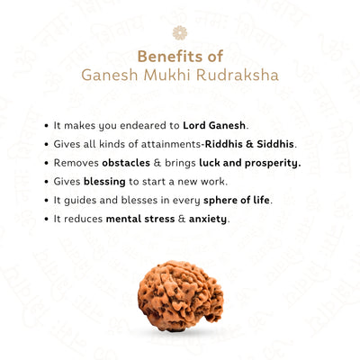 Ganesh 4 Mukhi Rudraksha (Nepali)