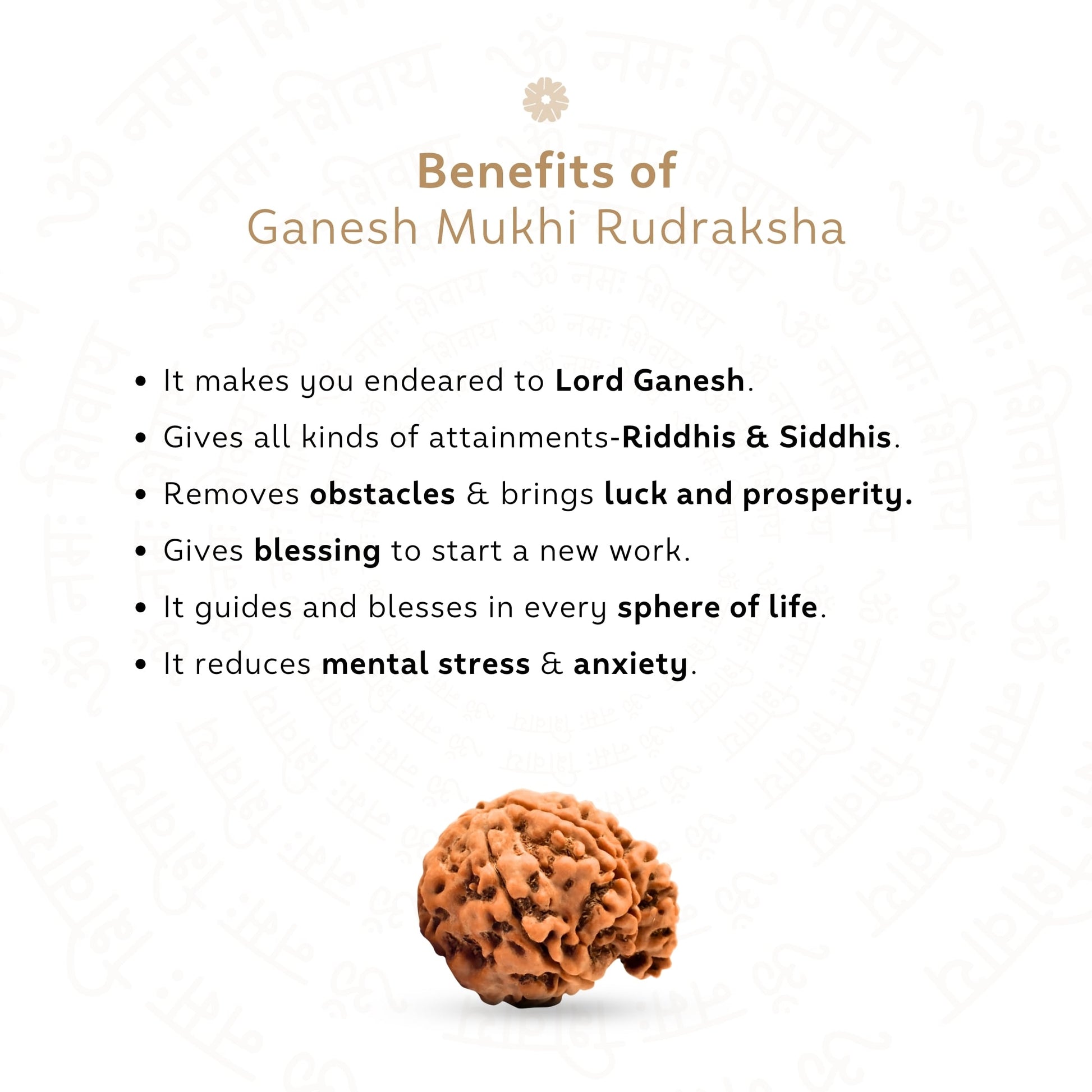 Ganesh 4 Mukhi Rudraksha (Nepali)
