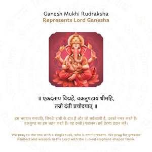Ganesh 4 Mukhi Rudraksha (Nepali)