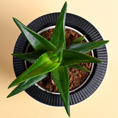 Aloe Vera Green Mini For Mother's Day Gifting