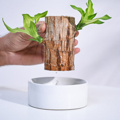 Brazilian Wood Plant